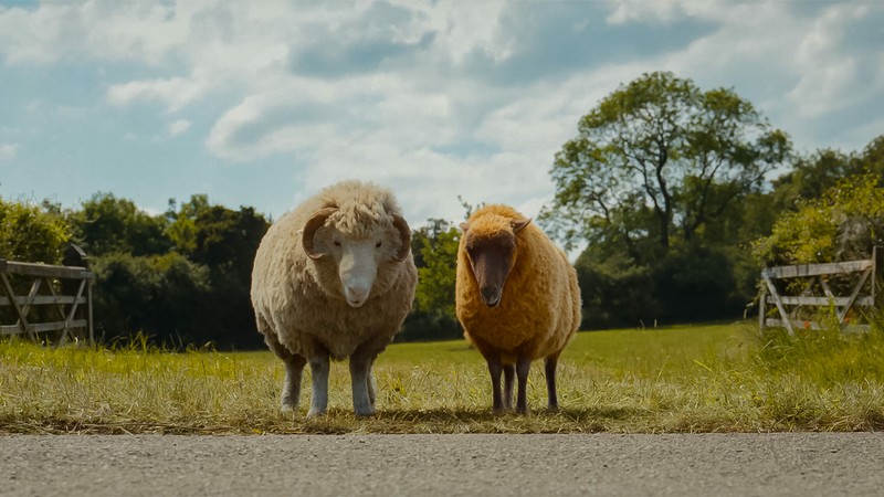 Two sheep standing on a road in a rural setting, one with a light wool coat and the other with a tan wool coat, surrounded by greenery and a blue sky.