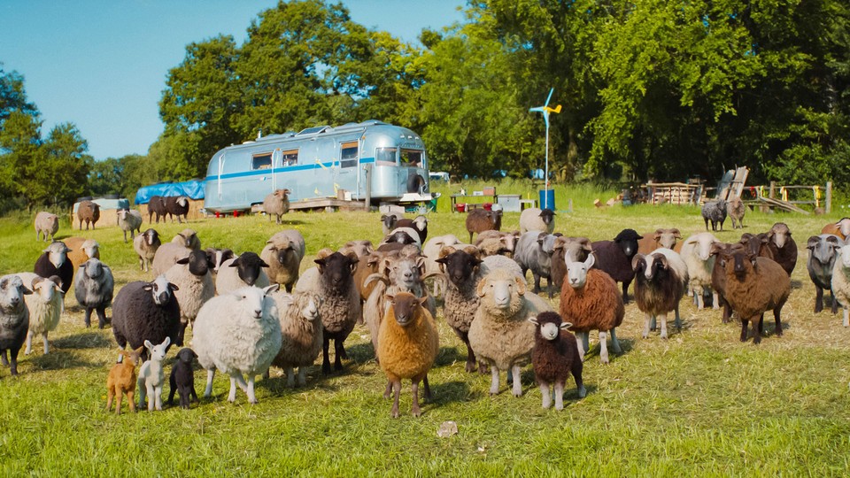 A herd of sheep of various colors stands in a green field, with a silver Airstream trailer in the background surrounded by trees.